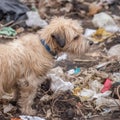 Sad, dirty dog near the garbage. World Homeless Animals Day. A hungry animal is looking for food