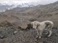 Sad and dirty dogs on the mountain. Royalty Free Stock Photo