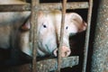 Sad, dirty, lonely pig looks through the metal bars outside in the pigsty. Pig behind the fence on a livestock farm. Royalty Free Stock Photo