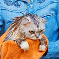 Dissatisfied wet cat after wash in bathroom