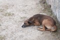 Sad dog Royalty Free Stock Photo