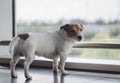 Sad dog anxious about flight waiting airplane in airport Royalty Free Stock Photo