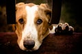 Sad dog Basset Hound with the face and left paw over a cement wall and behind house metal bars looking up to the camera Royalty Free Stock Photo