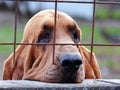 Sad dog behind bars Royalty Free Stock Photo