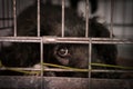 Sad dog behind bars in a cage. Royalty Free Stock Photo