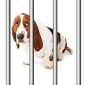 Sad Dog Behind Bars Royalty Free Stock Photo
