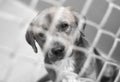 Sad dog behind chain link fence in animal control shelter pound kennel Royalty Free Stock Photo