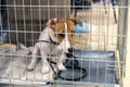 Sad dog behind the fence. Homeless dog behind bars in an animal shelter Royalty Free Stock Photo