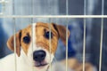 Sad dog behind the fence. Homeless dog behind bars in an animal shelter Royalty Free Stock Photo