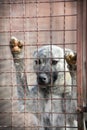 Sad dog behind a iron fence Royalty Free Stock Photo