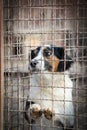 Sad dog behind a iron fence Royalty Free Stock Photo