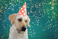 SAD DOG BIRTHDAY, MARDI GRAS OR NEW YEAR. LABRADOR WEARING A SALMON COLORED POLKA DOT HAT PARTY. ISOLATED SHOT AGAINST GREEN Royalty Free Stock Photo