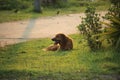 Sad dog , brown dog sitting with fresh nature of the field