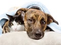 Sad dog and cat lying on a pillow under a blanket. isolated