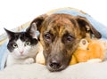Sad dog and cat lying on a pillow under a blanket. isolated