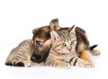 Sad dog with cat lying together. isolated on white background Royalty Free Stock Photo