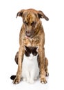 Sad dog and cat sitting in front. isolated on white background Royalty Free Stock Photo