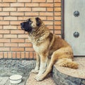 Sad dog Caucasian shepherd asks to eat. Sits on the step. Cute red-haired dog with a black face Royalty Free Stock Photo