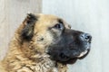 Sad dog Caucasian shepherd, portrait. Cute red-haired dog with a black face Royalty Free Stock Photo