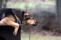 Sad dog on a chain Royalty Free Stock Photo