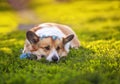 dog Corgi lies in the green grass with a bouquet of blue flowers forget me nots on a Sunny summer day Royalty Free Stock Photo