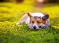 dog Corgi lies in the green grass with a bouquet of blue flowers forget me nots on a Sunny summer day Royalty Free Stock Photo