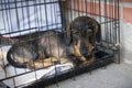 Sad dog dachshund sits in an iron cage Royalty Free Stock Photo