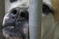 Sad dog eyes behind bars of animal shelter