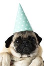 Sad dog face close-up . A small pug breed in a festive cone cap. Insulation.