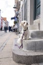 Sad dog in harness waiting patiently on family in store. Royalty Free Stock Photo