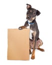 Sad Dog Holding Blank Cardboard Sign Royalty Free Stock Photo