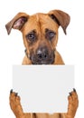 Sad Dog Holding Blank Sign Royalty Free Stock Photo