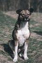 Sad dog. Homeless dog. A sad dog is sitting on the ground. Dog in the nature. Homeless doggy with a mark on the ear. Sad look of a