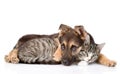 Sad dog hugging tabby cat. isolated on white background Royalty Free Stock Photo