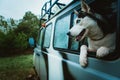 Sad dog Husky looks out of the window while sitting in the car