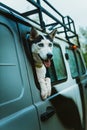 Sad dog Husky looks out of the window while sitting in the car