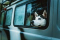 Sad dog Husky looks out of the window while sitting in the car