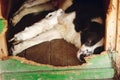 sad dog with injured paw with bandage in shelter cage with crying eyes , emotional moment, adopt me concept, space for text Royalty Free Stock Photo