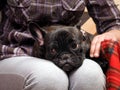 Sad dog on lap Girl Royalty Free Stock Photo