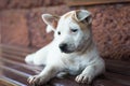 Sad dog laying down waiting for owner