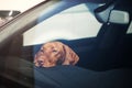 Sad dog left alone in locked car. Royalty Free Stock Photo