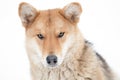 Sad dog look in winter not against white background Royalty Free Stock Photo