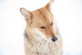 Sad dog look in winter not against white background Royalty Free Stock Photo