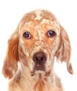 Sad dog looking at camera Royalty Free Stock Photo