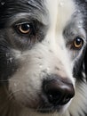 sad dog looking helpless to the camera, extremely closeup shot, macro Royalty Free Stock Photo