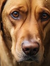 sad dog looking helpless to the camera, extremely closeup shot, macro Royalty Free Stock Photo