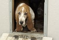 A sad basset hound looking out a doggy door Royalty Free Stock Photo