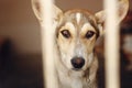 Sad dog looking with unhappy eyes and big ears in shelter cage, Royalty Free Stock Photo