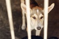 Sad dog looking with unhappy eyes and big ears in shelter cage, Royalty Free Stock Photo