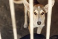 Sad dog looking with unhappy eyes and big ears in shelter cage, Royalty Free Stock Photo